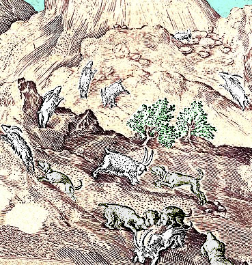 Mountain Goat Hunt